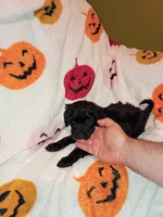 Toby , a male Poodle - Toy  and Poodle - Miniature  for sale in Bronx, NY – 4 of 4