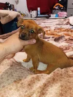 Melody , a female Chihuahua and Yorkshire Terrier for sale in Bronx, NY – 6 of 8