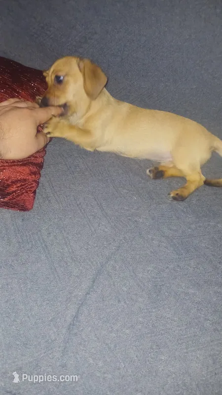 Valentina  – Dachshund, Miniature Dachshund puppy for sale in Bronx, NY