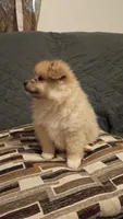 Balu y sam, a male Pomeranian for sale in Bronx, NY – 4 of 6