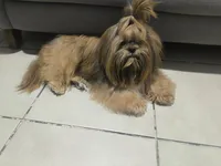 Stitch, a male Lhasa Apso and Shih Tzu for sale in Bronx, NY – 6 of 10