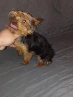 Caramelo , a male Yorkshire Terrier for sale in Bronx, NY – 2 of 6