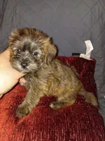 Toby , a male Shih Tzu and Yorkshire Terrier for sale in Bronx, NY – 6 of 6