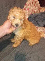 Balentina , a female Poodle - Toy  and Poodle - Miniature  for sale in Bronx, NY – 5 of 10