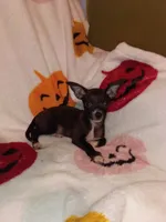 Chloe y Stuart , a female Chihuahua for sale in Bronx, NY – 2 of 10