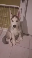 Togo , a male Siberian Husky and Alaskan Husky for sale in Bronx, NY – 4 of 5