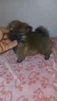 Balentina y Sofía , a female Pomeranian for sale in Bronx, NY – 3 of 10