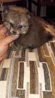 Pulgarcito, a male Pomeranian for sale in Bronx, NY – 3 of 7