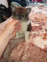 Valentina sponky , a male Pomeranian for sale in Bronx, NY – 8 of 10