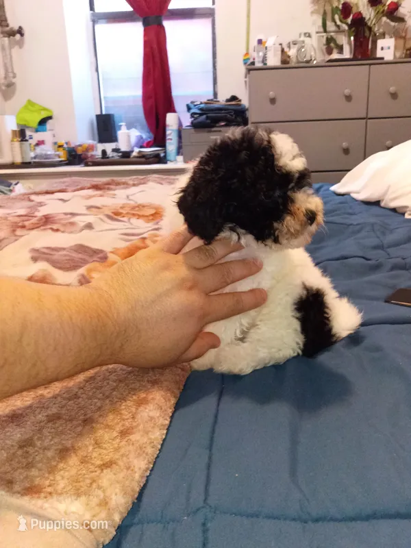 Pandita  – Poodle - Toy  puppy for sale in Bronx, NY