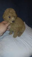 Molly , a female Poodle - Toy  for sale in Bronx, NY – 6 of 10