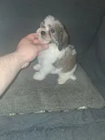 Balentina y Sofía , a female Shih Tzu for sale in Bronx, NY – 3 of 10