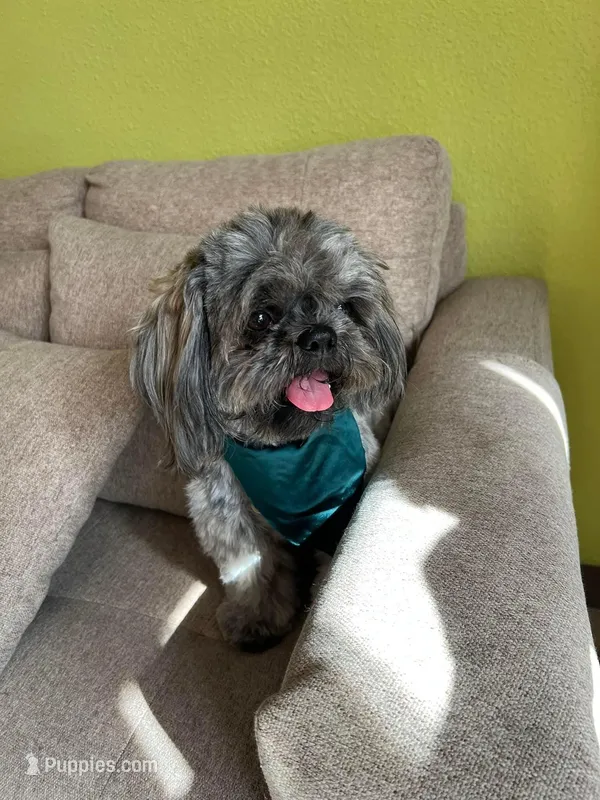 Valentina y caramelo – Shih Tzu puppy for sale in Bronx, NY