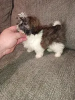 Valentina y caramelo, a male Shih Tzu for sale in Bronx, NY – Photo 6 of 9