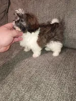 Valentina y caramelo, a male Shih Tzu for sale in Bronx, NY – Photo 3 of 9