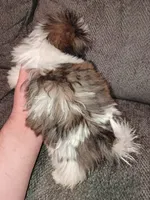 Valentina y caramelo, a male Shih Tzu for sale in Bronx, NY – Photo 5 of 9