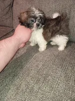 Valentina y caramelo, a male Shih Tzu for sale in Bronx, NY – Photo 7 of 9