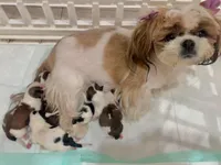 Valentina y caramelo, a male Shih Tzu for sale in Bronx, NY – Photo 2 of 9