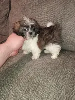 Valentina y caramelo, a male Shih Tzu for sale in Bronx, NY – Photo 8 of 9