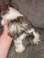 Valentina y caramelo, a male Shih Tzu for sale in Bronx, NY – Photo 4 of 9