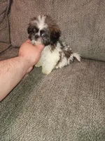 Valentina y caramelo, a male Shih Tzu for sale in Bronx, NY – Photo 9 of 9