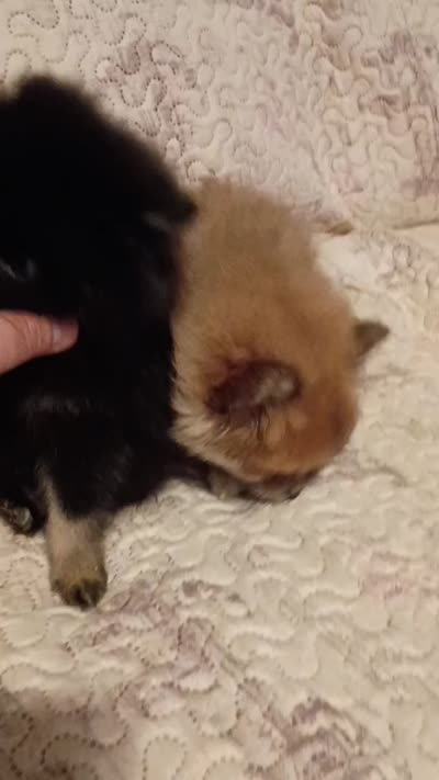 Candy y Valentina, a female Pomeranian for sale in Bronx, NY – 9 of 10