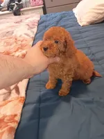Mateo , a male Poodle - Toy  for sale in Bronx, NY – 4 of 6