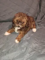 Tobby , a male Poodle - Toy  for sale in Bronx, NY – Photo 4 of 6