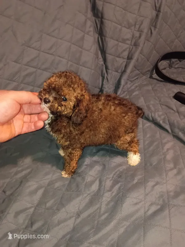 Tobby  – Poodle - Toy  puppy for sale in Bronx, NY