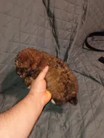 Tobby , a male Poodle - Toy  for sale in Bronx, NY – Photo 3 of 6