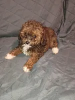 Tobby , a male Poodle - Toy  for sale in Bronx, NY – Photo 6 of 6