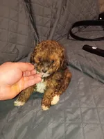 Tobby , a male Poodle - Toy  for sale in Bronx, NY – Photo 5 of 6