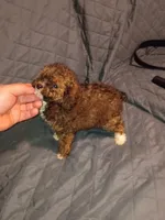 Tobby , a male Poodle - Toy  for sale in Bronx, NY – Photo 2 of 6
