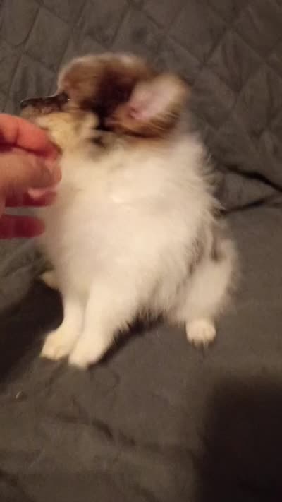 Dana , a female Pomeranian for sale in Bronx, NY – 8 of 8