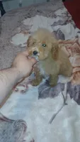 Lucas y melody , a male Poodle - Toy  for sale in Bronx, NY – 4 of 8