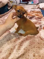 Melody , a female Chihuahua and Yorkshire Terrier for sale in Bronx, NY – 2 of 8