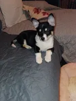 Thiara , a female Pembroke Welsh Corgi for sale in Bronx, NY – 4 of 10