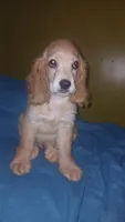 Stitch, a male Cocker Spaniel for sale in Bronx, NY – 5 of 7