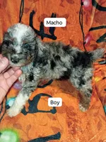 Mía  y mateo , a female Poodle - Miniature  for sale in Bronx, NY – 4 of 6