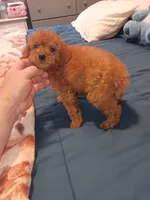 Mateo , a male Poodle - Toy  for sale in Bronx, NY – 3 of 6