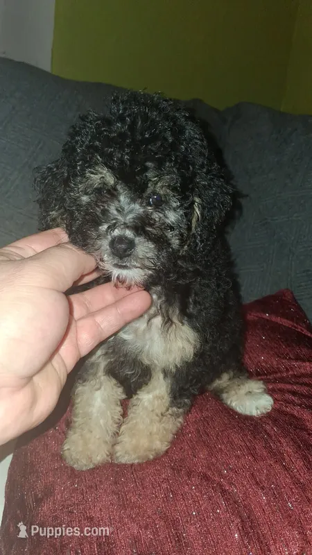 Dana  – Poodle - Toy  puppy for sale in Bronx, NY