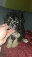 Dana , a female Poodle - Toy  for sale in Bronx, NY – 1 of 7