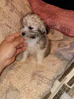 Caramelo y Dolly , a male Maltese and Poodle - Toy  for sale in Bronx, NY – 7 of 10