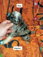 Mía  y mateo , a female Poodle - Miniature  for sale in Bronx, NY – 5 of 6