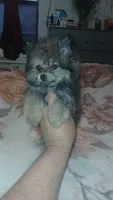 Pulgarcito, a male Pomeranian for sale in Bronx, NY – 6 of 7