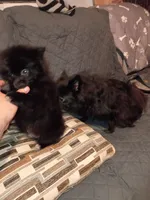 Balu , a male Pomeranian for sale in Bronx, NY – 2 of 7