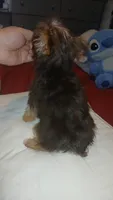 Pulgarcito , a male Yorkshire Terrier for sale in Bronx, NY – 4 of 8