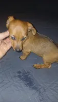 Valentina y caramelo , a female Dachshund and Miniature Dachshund for sale in Bronx, NY – 10 of 10