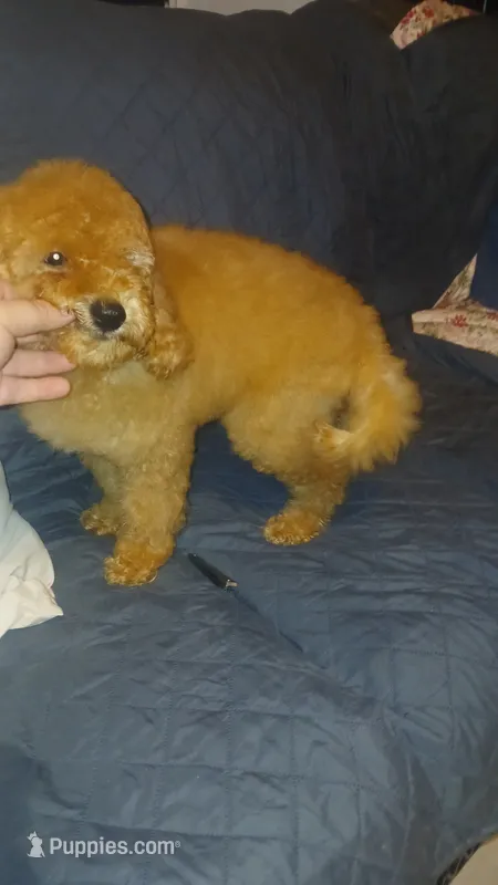 Punky  – Poodle - Toy , Poodle - Miniature  puppy for sale in Bronx, NY