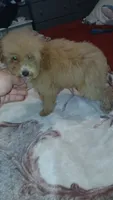 Lucas y melody , a male Poodle - Toy  for sale in Bronx, NY – 2 of 8
